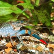 Red Claw Yabby