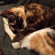 What Shall I Eat Next?