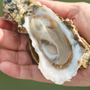 Harris Neck Oysters