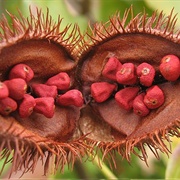 Roucou (Achiote/ Bixa Orellana)
