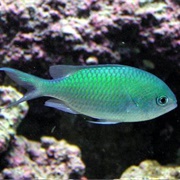 Blue Green Chromis