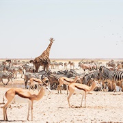Etosha, Namibia