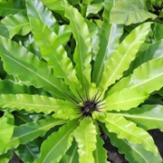 Bird's-Nest Fern