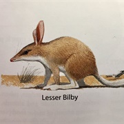 Lesser Bilby