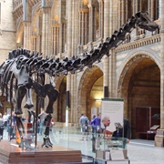 Natural History Museum, England, UK