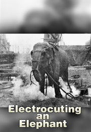 Electrocuting an Elephant (1903)