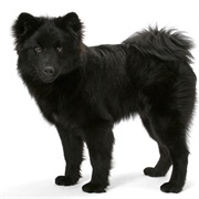 Swedish Lapphund