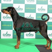 Doberman