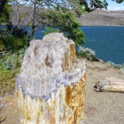 Ginkgo Petrified Forest