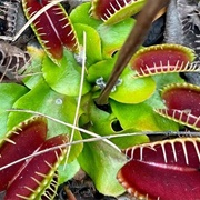 Venus Flytraps at Lewis Ocean Bay Heritage Preserve