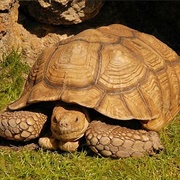 Sulcata Tortoise