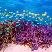 Ningaloo Reef, Australia