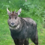 Chinese Goral