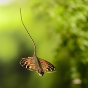 Flying Dragon Lizards