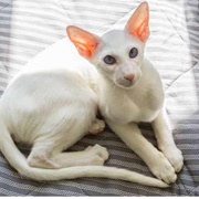 Oriental Short Hair Cat