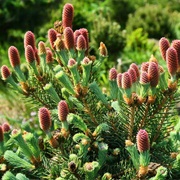Black Spruce (Picea Mariana)
