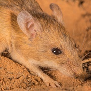 Central Pebble-Mound Mouse