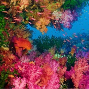 Rainbow Reef, Fiji