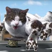 Welcome to Kitty City