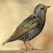 Starling