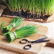 Edible Grass