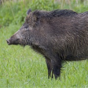 European Wild Boar