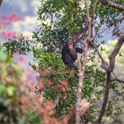 Tacugama Chimpanzee Sanctuary, Sierra Leone