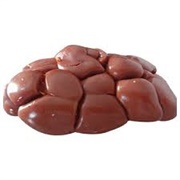 Ox Kidney