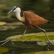 Jacana