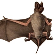 Western Little Free-Tailed Bat