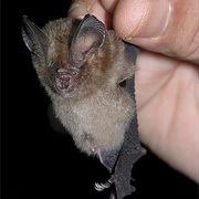 Dusky Leaf-Nosed Bat