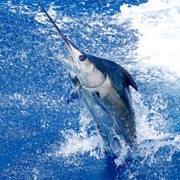 Blue Marlin