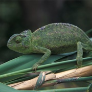 European Chameleon