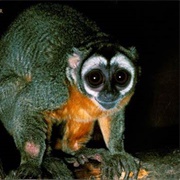 Northern Night Monkey