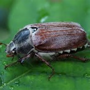 Common Cockchafer