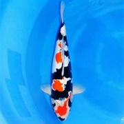 Showa Koi