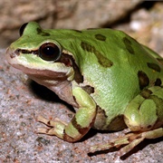 Arizona Tree Frog