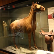 The Skin of Little Sorrel