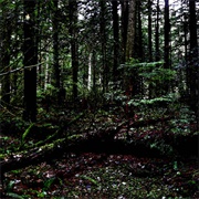 The Hidden – Winged Wolves