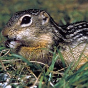 Thirteen Striped Ground Squirrel