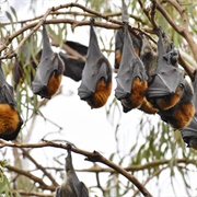 Fruit Bats of Yarra Bend Park