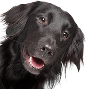 Flat-Coated Retriever