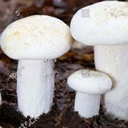 Blancaccio (Lactifluus Piperatus)