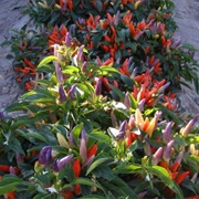 Chile Pepper Institute