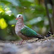 Green-Winged Dove