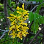 Mari-Mari (Cassia Leiandra)