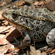 Gopher Frog