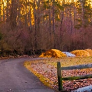 Russell Uplands Preserve