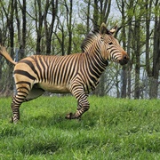 Hartmann's Mountain Zebra
