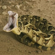 Ophidiophobia - The Fear of Snakes